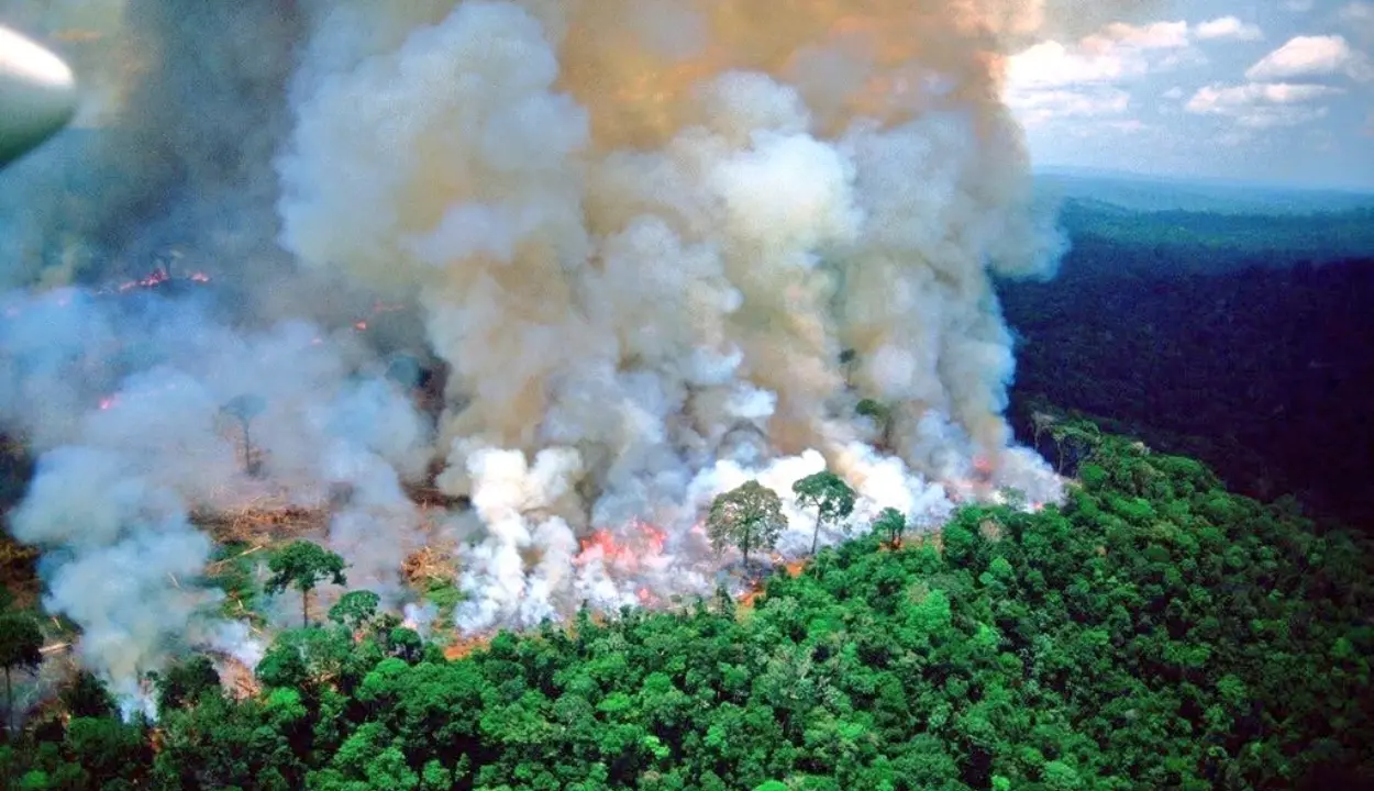 homegrown fire prevention could save amazon rainforest