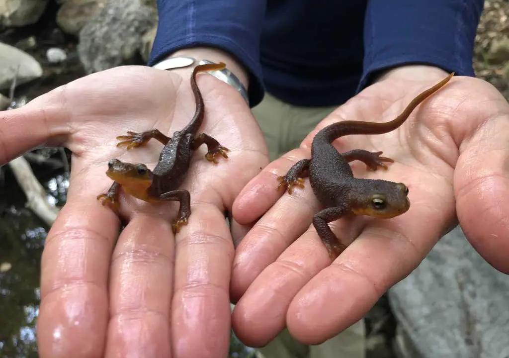 as climate change messes with temperature and precipitation, california newts suffer