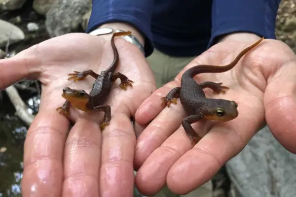 as climate change messes with temperature and precipitation, california newts suffer
