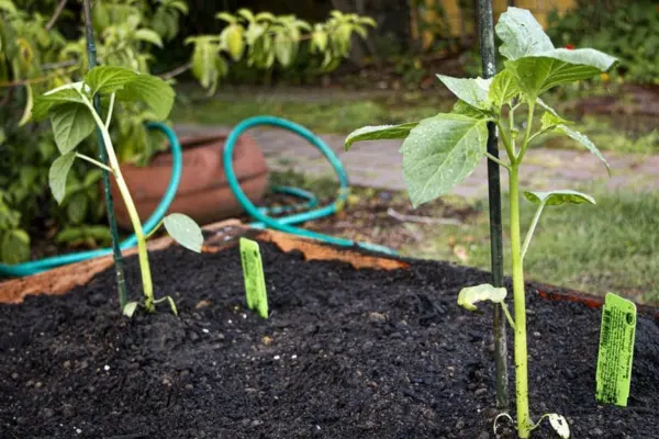 Young seedlings staked in dark soil in a raised garden bed, with a coiled hose and plant labels nearby.