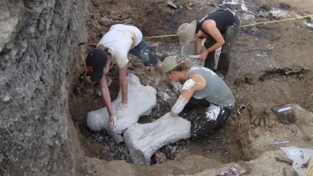 Excavators kneel in a dirt pit, applying plaster to large fossil bones at a paleontological dig site.