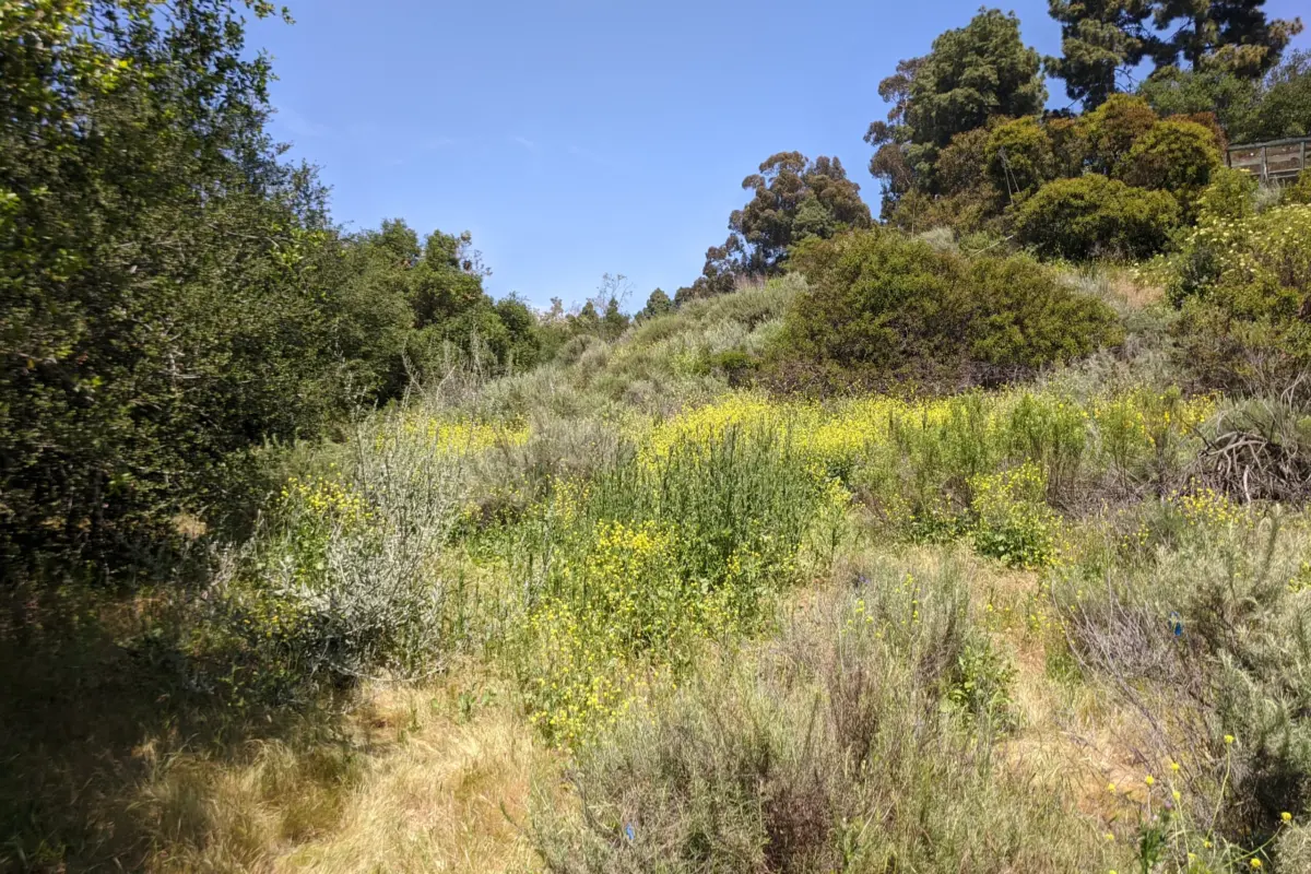 hillside of native plants