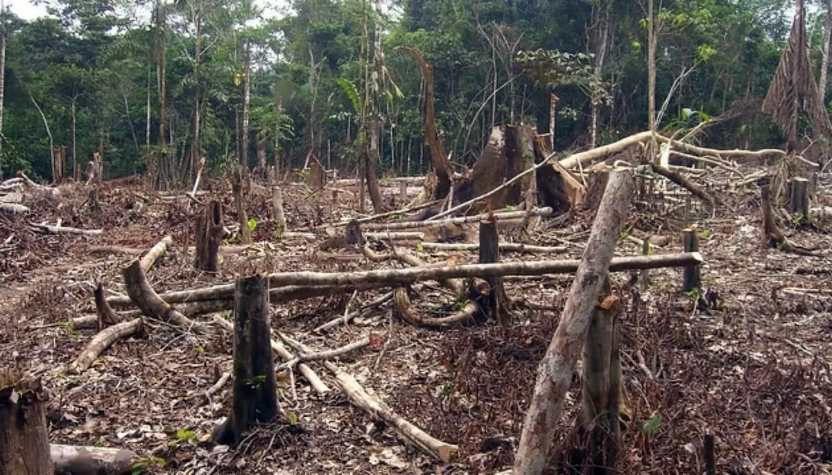 deforestation surged following end of armed conflict in colombia
