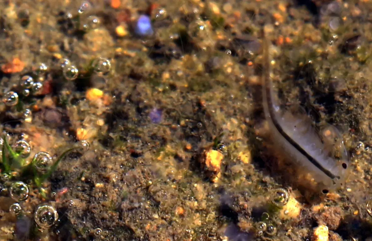 tiny endangered shrimp may get big hand from environmental dna testing