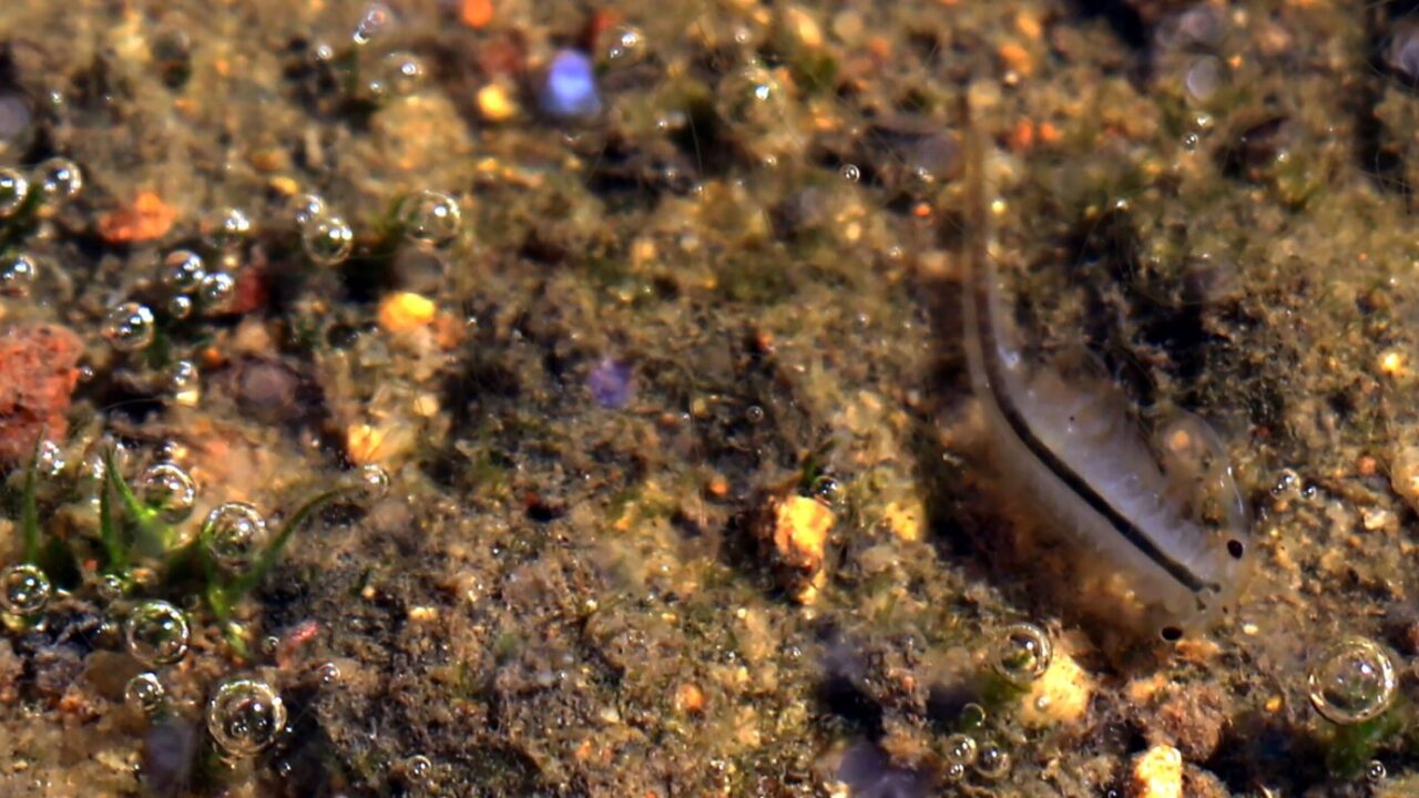 tiny endangered shrimp may get big hand from environmental dna testing