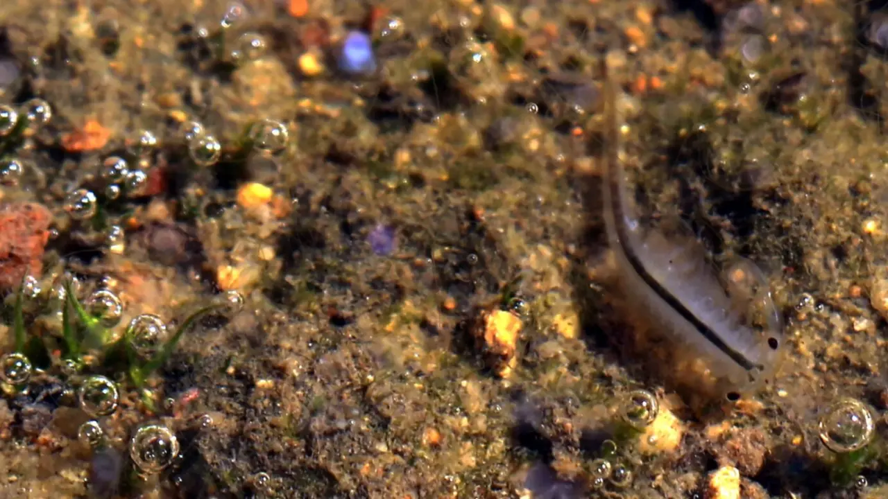 tiny endangered shrimp may get big hand from environmental dna testing