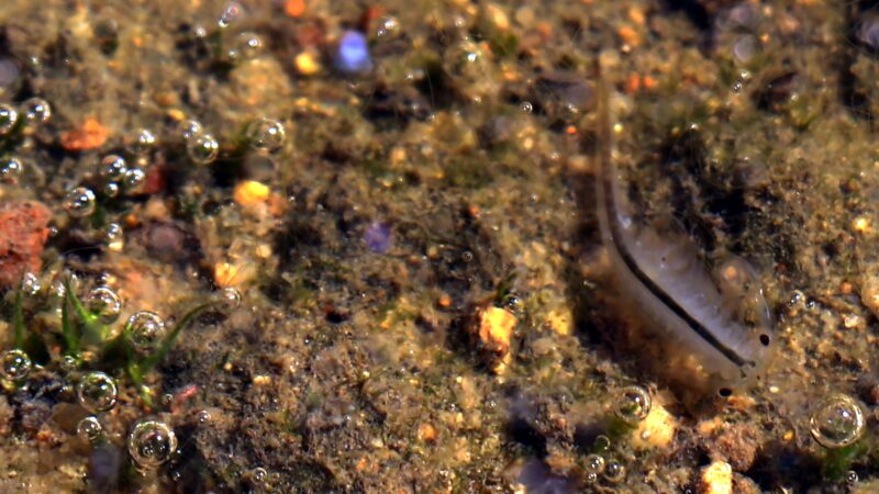 tiny endangered shrimp may get big hand from environmental dna testing