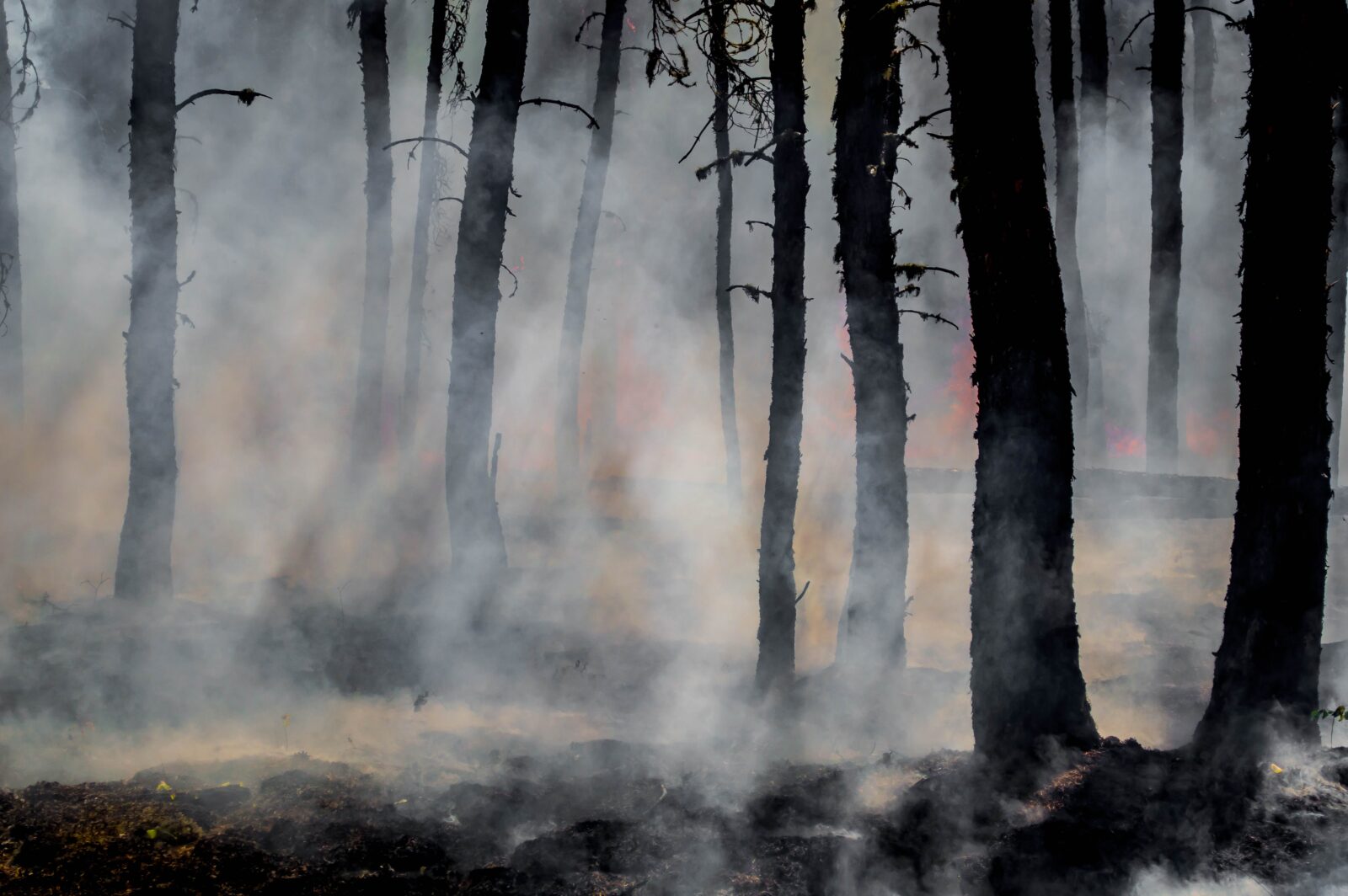 daniel swain in bloomberg: california’s climate tinderbox: a scientist explains the fire crisis