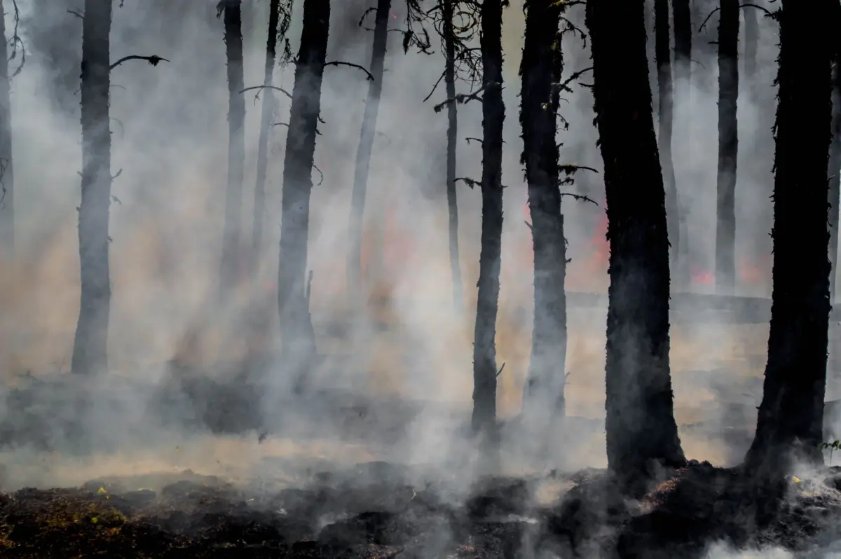 daniel swain in bloomberg: california’s climate tinderbox: a scientist explains the fire crisis