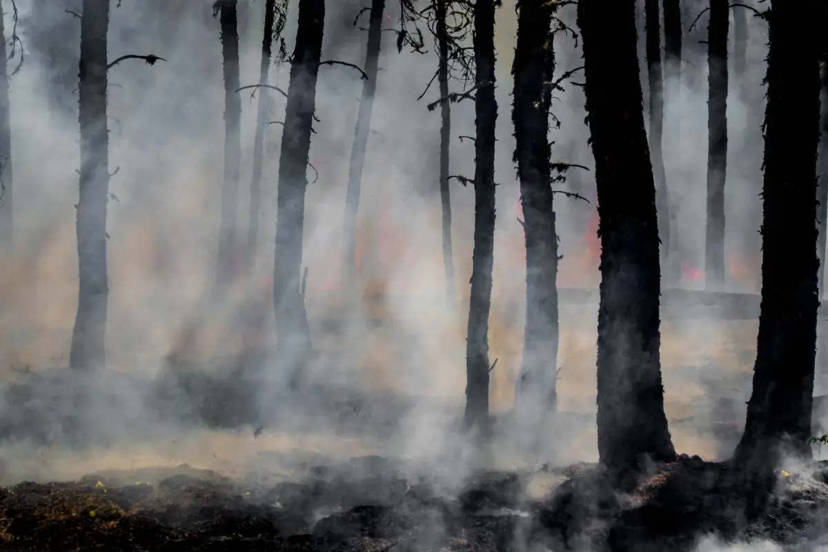 daniel swain in bloomberg: california’s climate tinderbox: a scientist explains the fire crisis