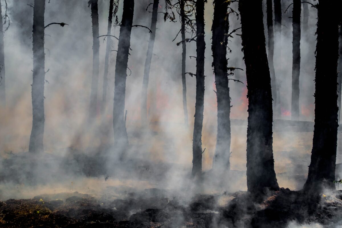 daniel swain in bloomberg: california’s climate tinderbox: a scientist explains the fire crisis