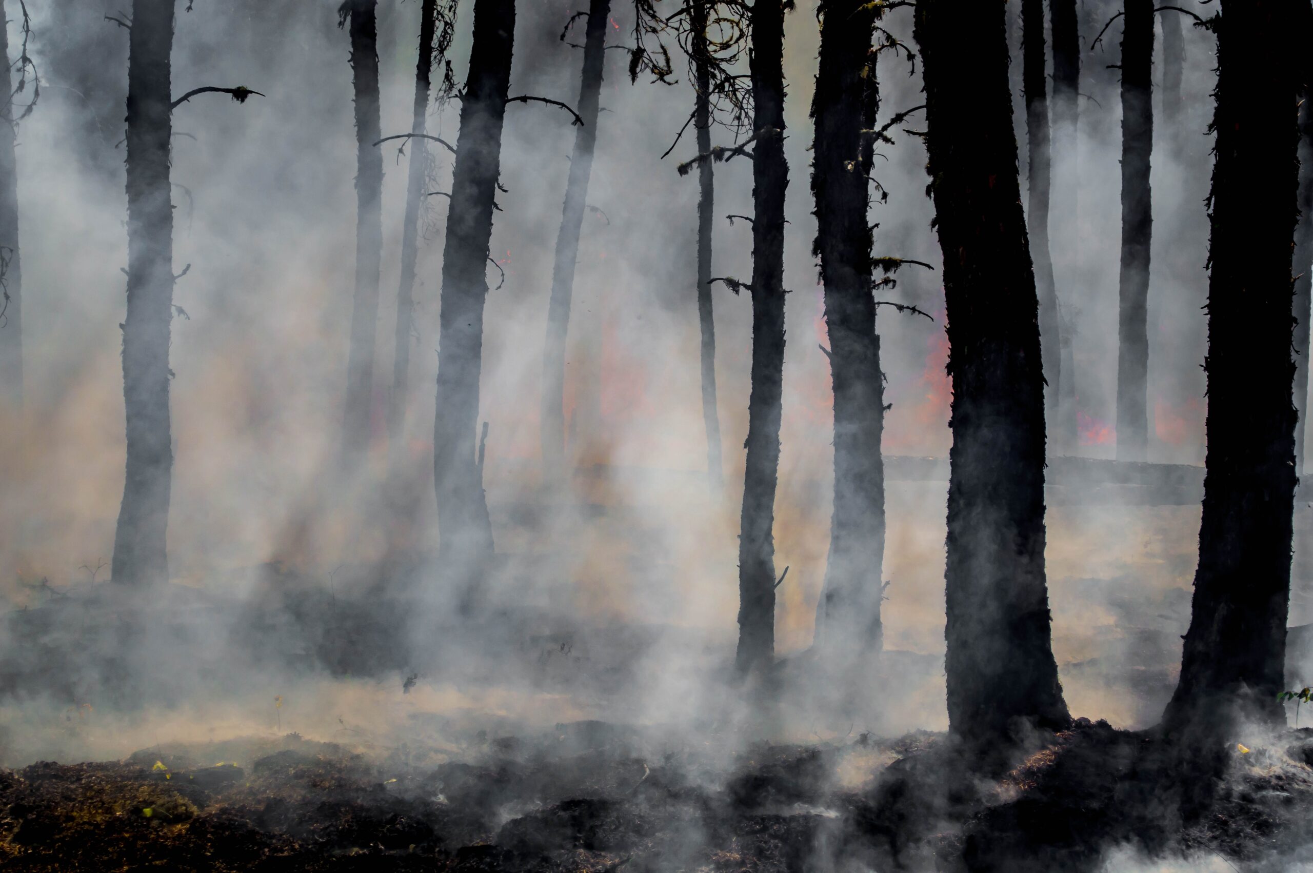 daniel swain in bloomberg: california’s climate tinderbox: a scientist explains the fire crisis