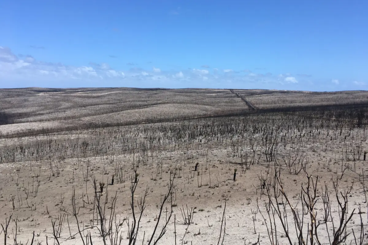 wildfires should be considered a top threat to survival of species