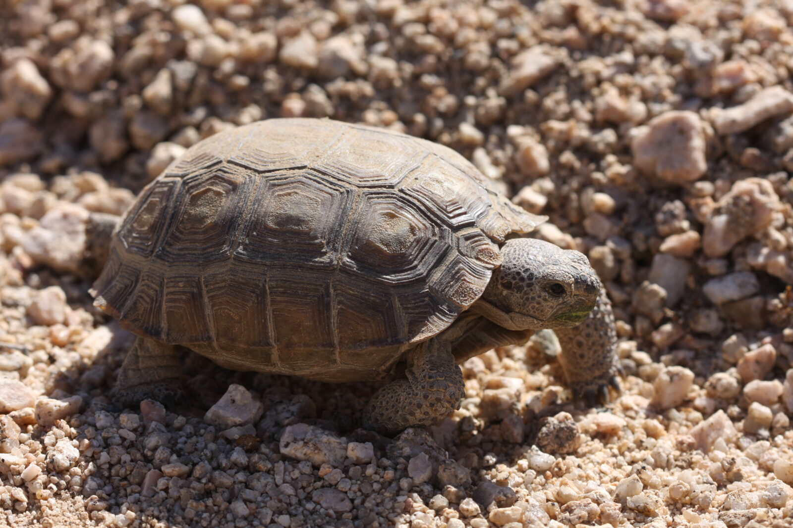 mojave desert tortoise