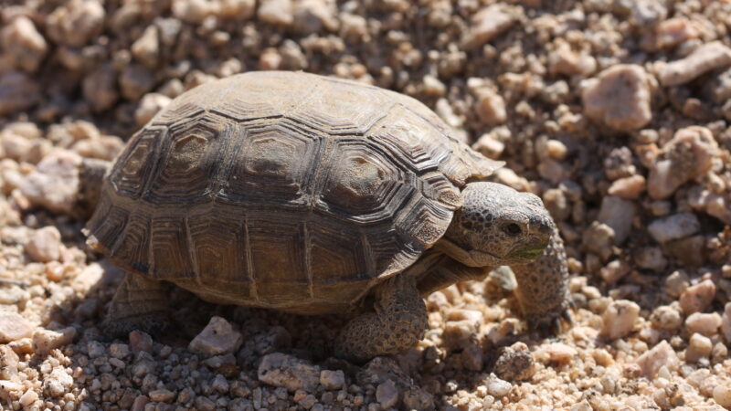 mojave desert tortoise