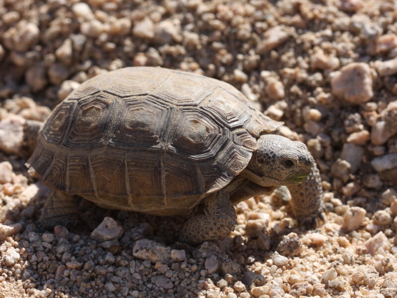 mojave desert tortoise