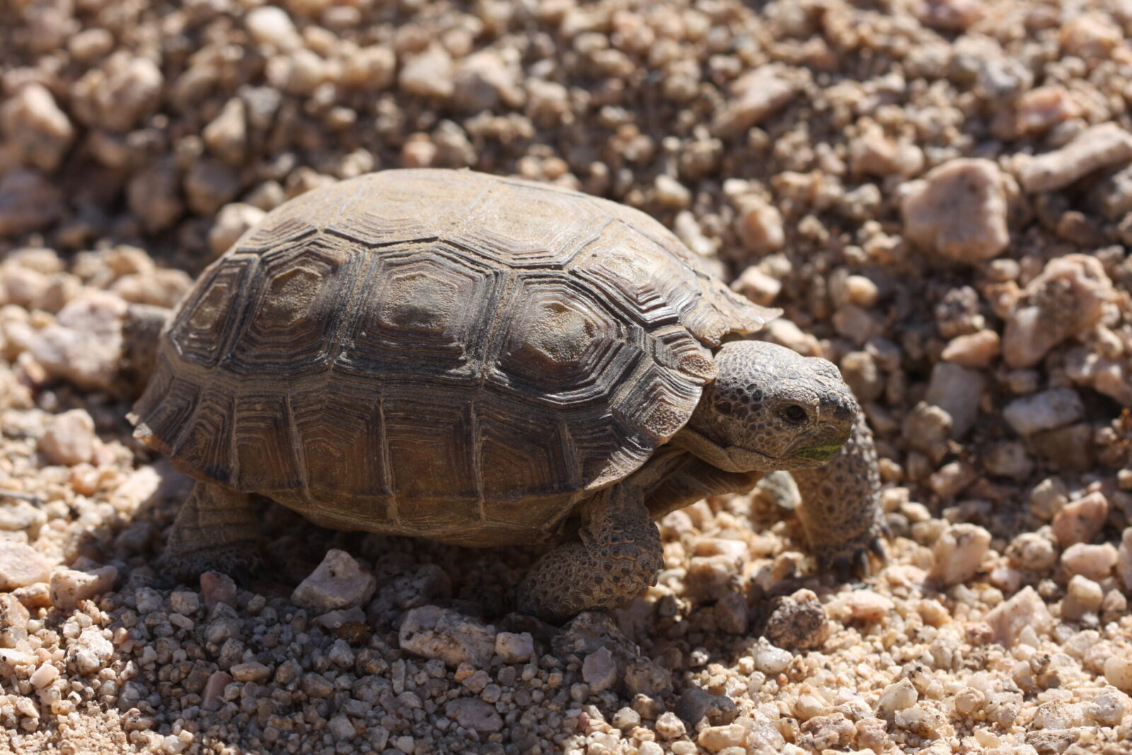 mojave desert tortoise