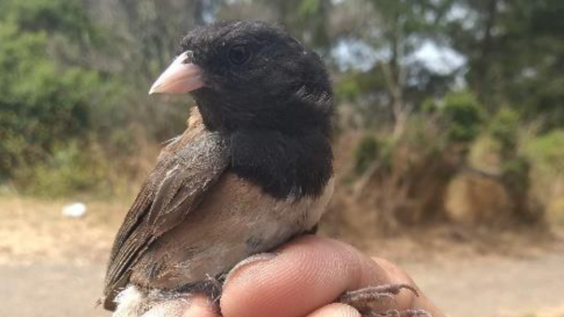 urban-disease ecology in dark-eyed juncos