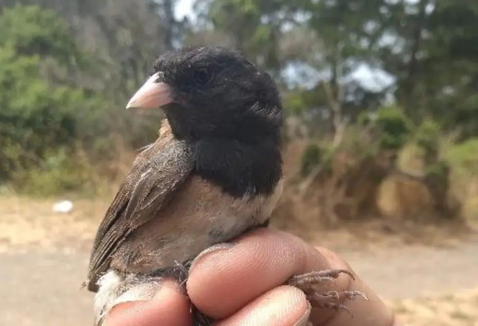 urban-disease ecology in dark-eyed juncos