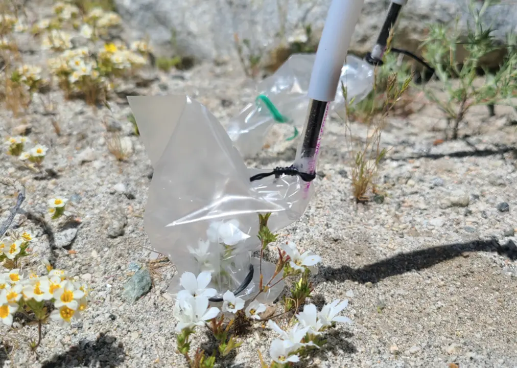 Small white Linanthus flowers on sandy alpine soil enclosed in clear bags with tubing to collect floral scent samples.