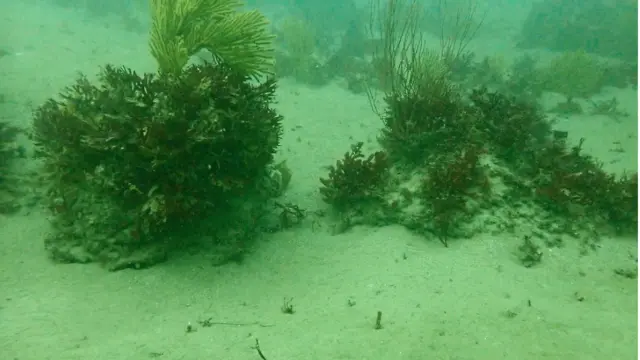 Underwater view of a sandy seafloor with clumps of algae and soft coral growing on scattered rocky reef outcrops.