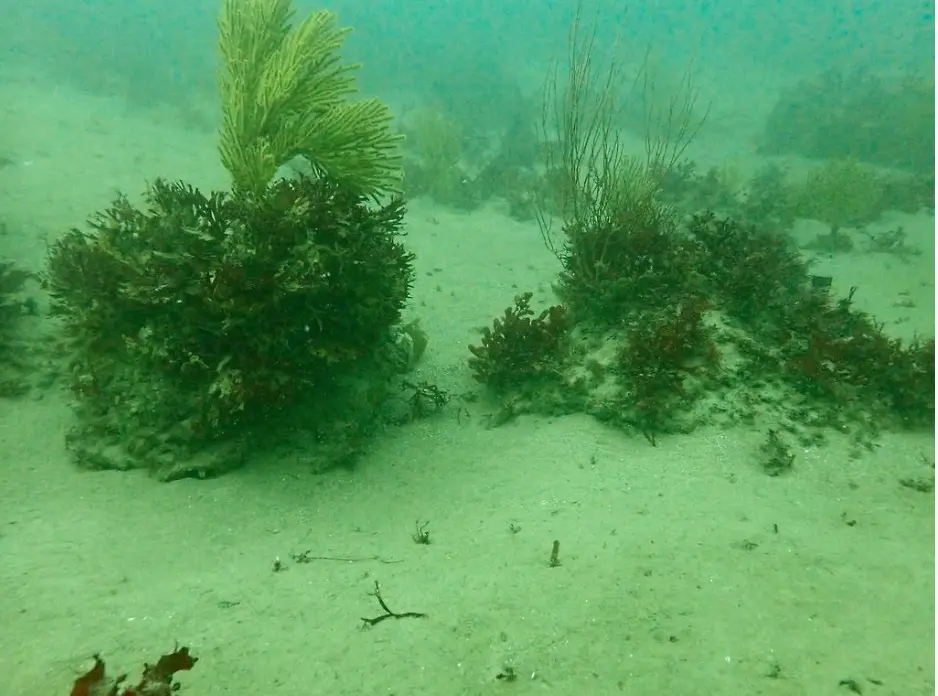 Underwater view of a sandy seafloor with clumps of algae and soft coral growing on scattered rocky reef outcrops.