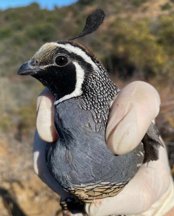 Assessing Barriers to California Quail (Callipepla californica) Gene Flow in the Santa Monica Mountains