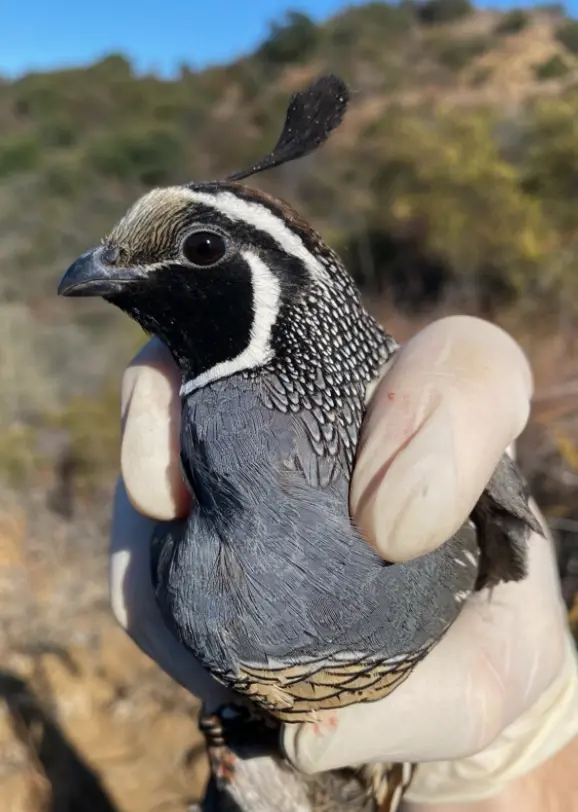 Gloved hands hold a California quail during fieldwork, with chaparral-covered hills in the background.