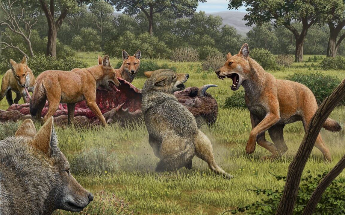 Dire Wolf - Art by Mauricio Antón
