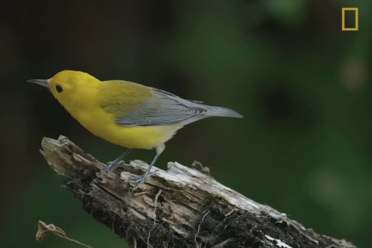 national geographic film features bird genoscape project