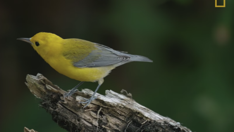 national geographic film features bird genoscape project