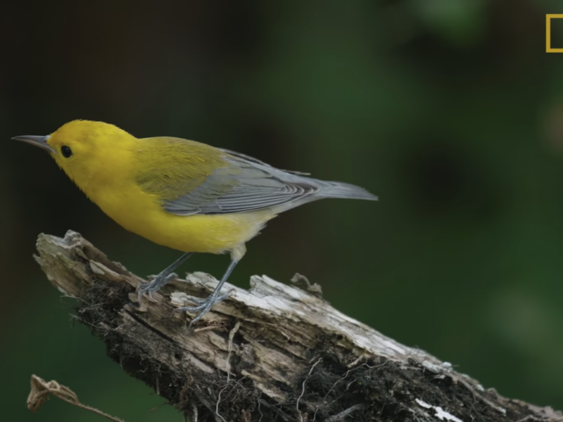 national geographic film features bird genoscape project