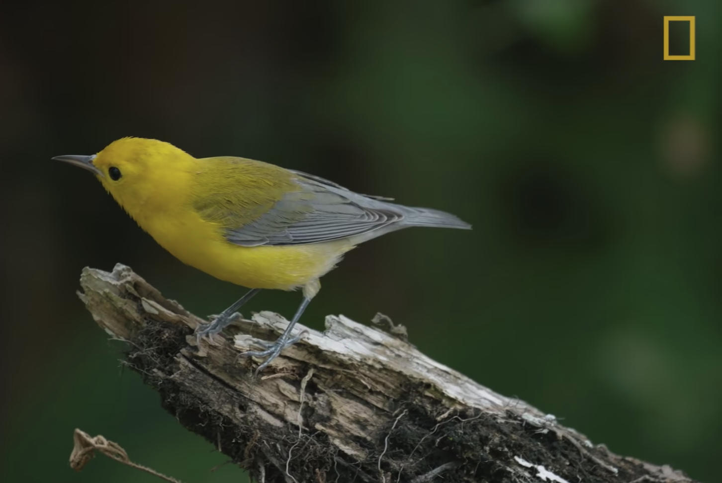 national geographic film features bird genoscape project