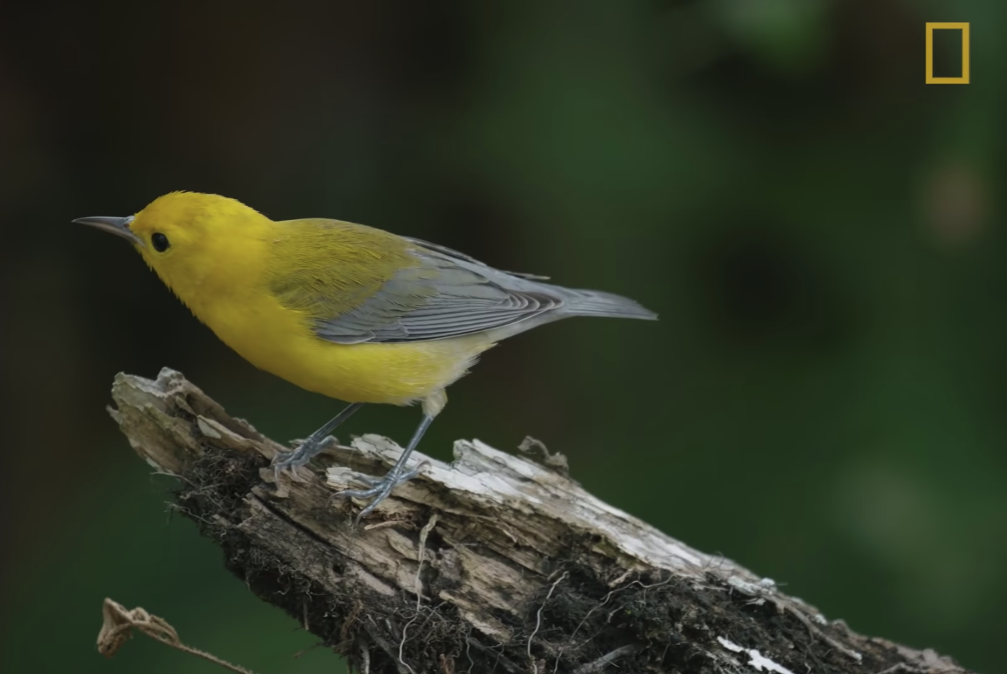 The Bird Genoscape Project Aims to Unlock the Secrets in Birds