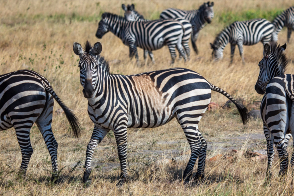 larison paper on zebra stripes featured by national geographic