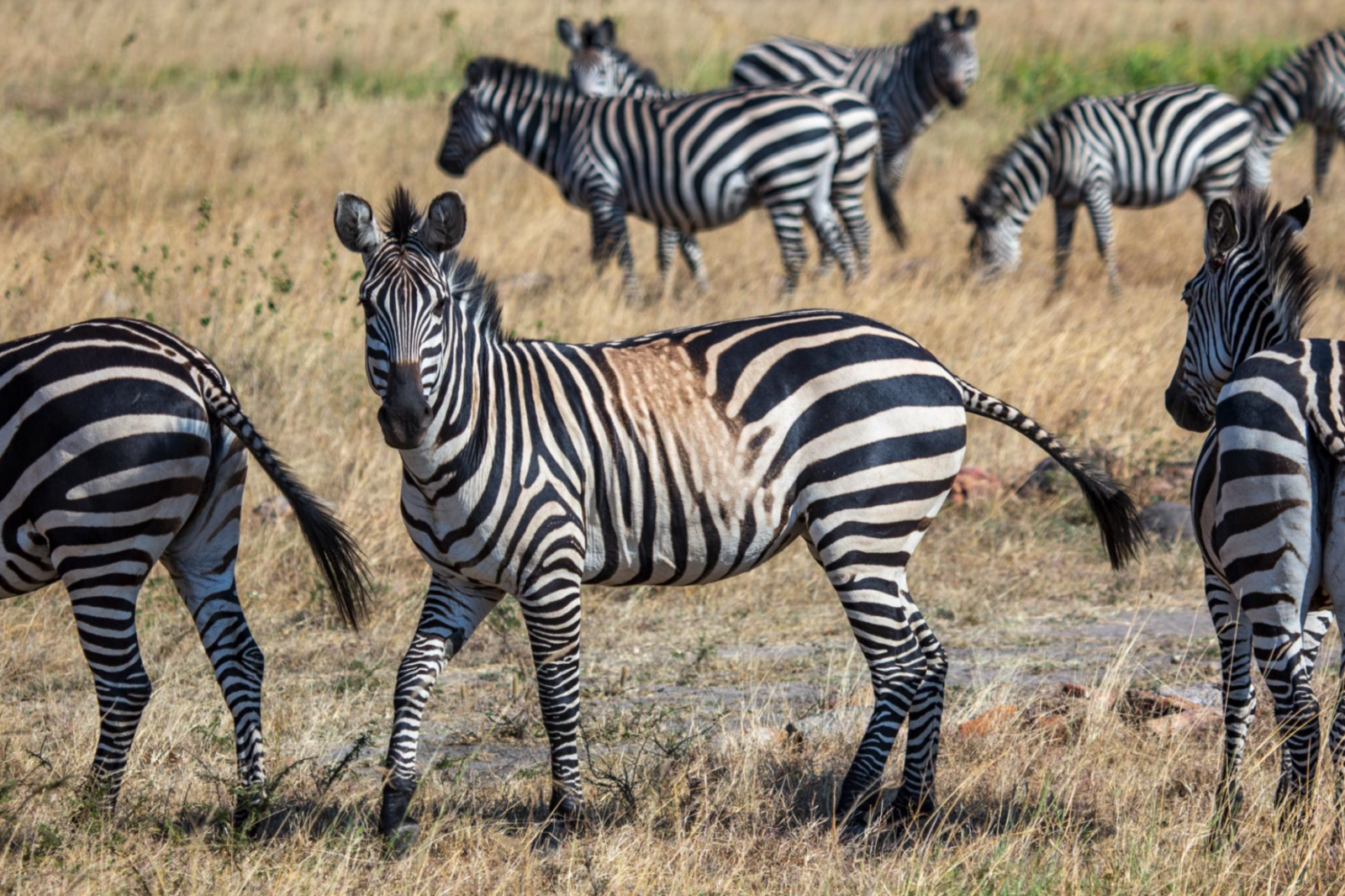 larison paper on zebra stripes featured by national geographic