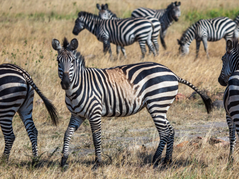 larison paper on zebra stripes featured by national geographic