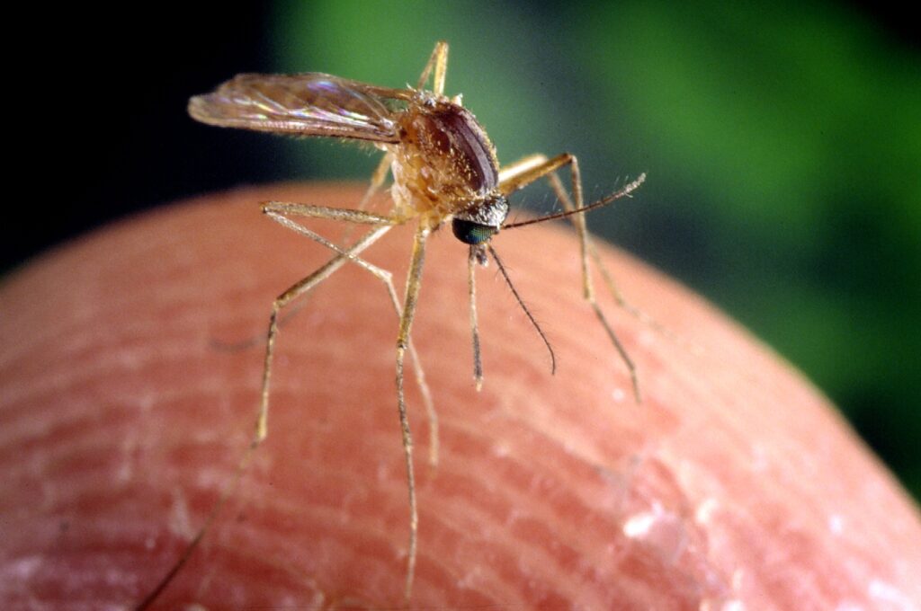 Culex quinquefasciatus mosquito is proven to be a vector associa