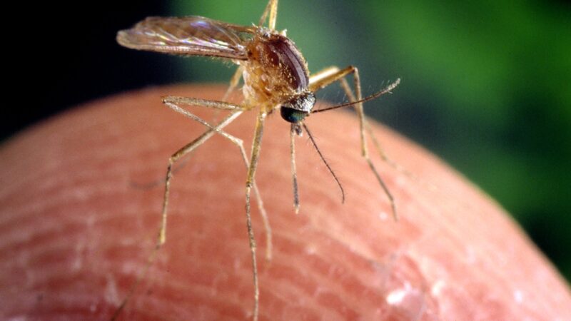 Culex quinquefasciatus mosquito is proven to be a vector associa