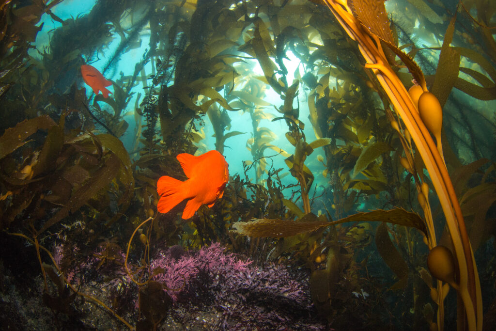 fish in kelp forest