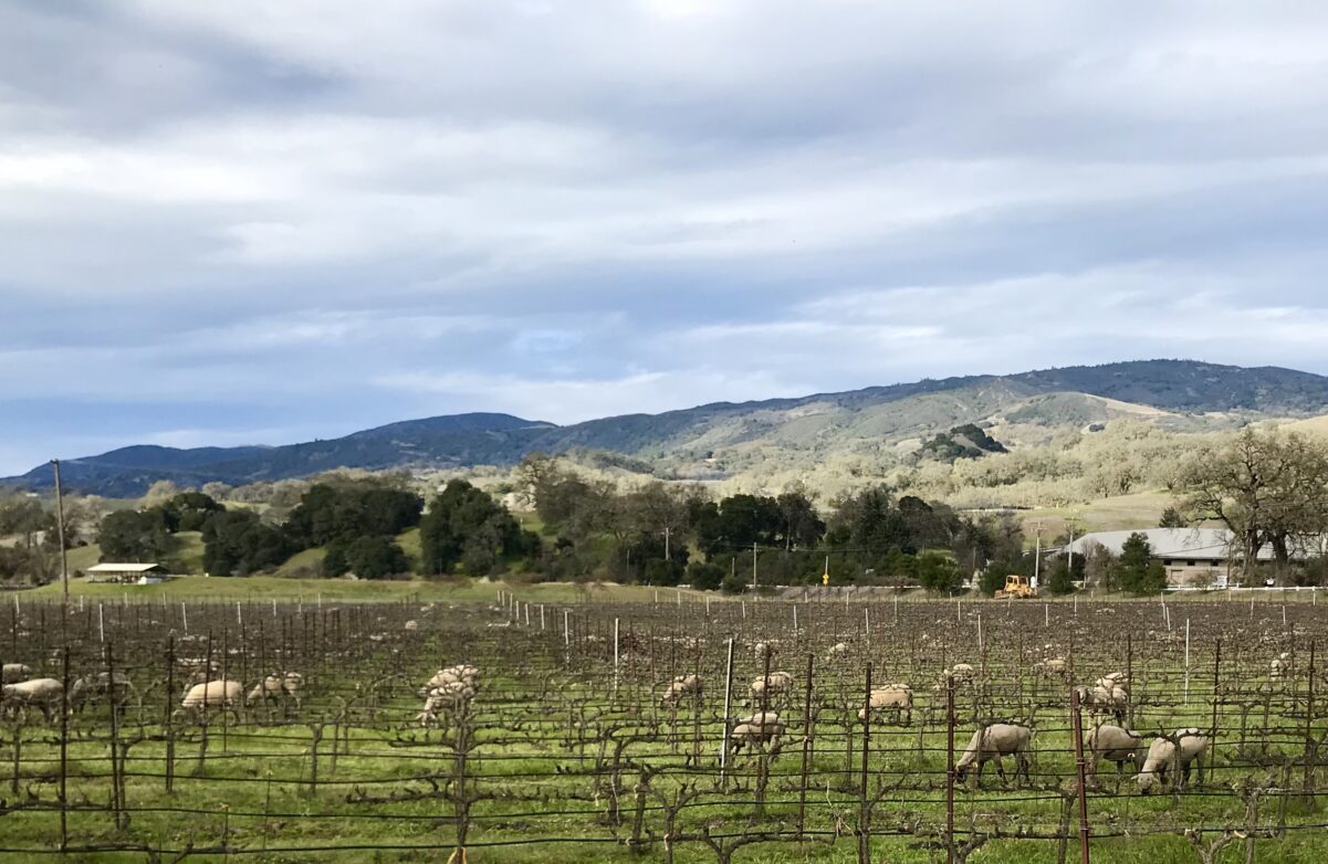 sheep in biodynamic vineyard