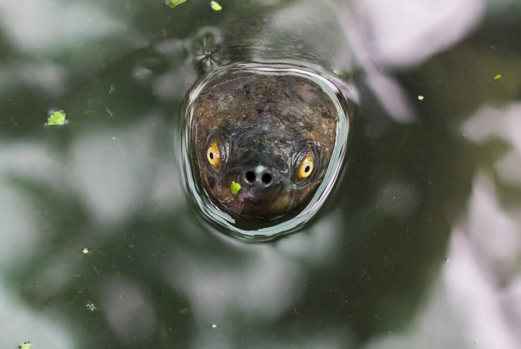 turtles ‘in horrible shape’ with grim future due to rising sea levels