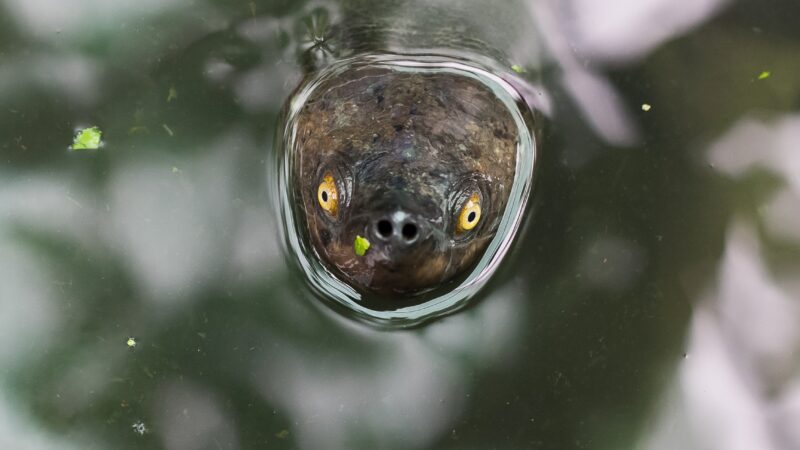 turtles ‘in horrible shape’ with grim future due to rising sea levels