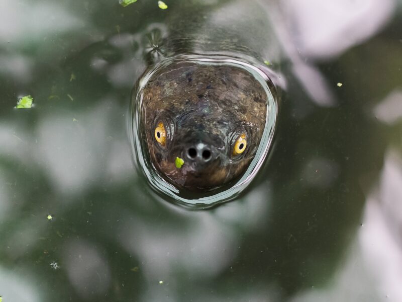 turtles ‘in horrible shape’ with grim future due to rising sea levels