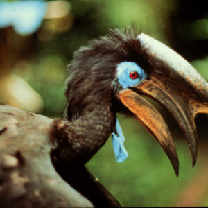 Sideview of African Hornbill