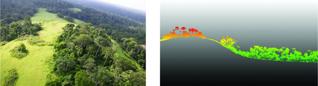 understanding seed disperser movements in a tropical rainforest