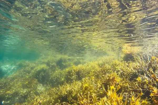 mitigating ocean acidification in santa monica bay with marine vegetation