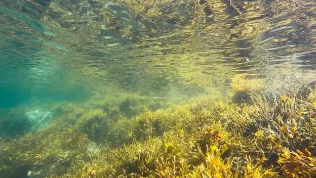 mitigating ocean acidification in santa monica bay with marine vegetation