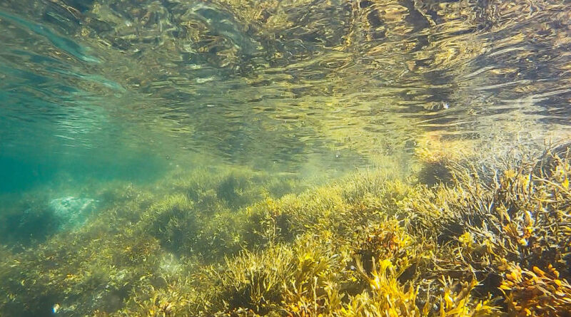 mitigating ocean acidification in santa monica bay with marine vegetation