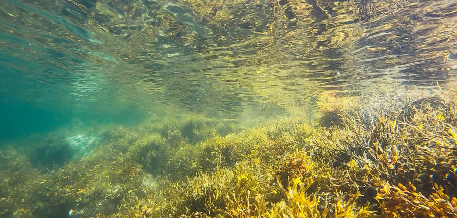 mitigating ocean acidification in santa monica bay with marine vegetation